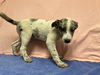 adoptable Dog in  named DEMI
