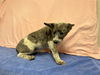 adoptable Dog in  named MEG