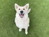 adoptable Dog in  named HONEY