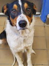 adoptable Dog in  named SCOUT