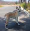 adoptable Dog in  named JUNIE