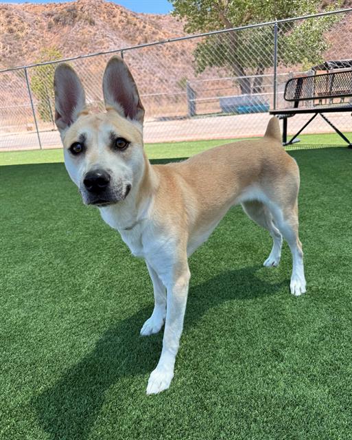 adoptable Dog in Castaic, CA named JUNIE