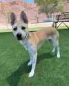 adoptable Dog in  named JUNIE