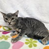 adoptable Cat in  named ZIGGY