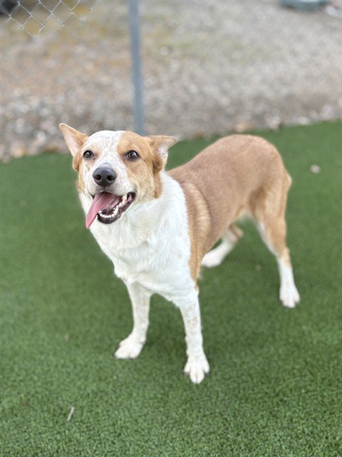 picture of the dog needing adoption