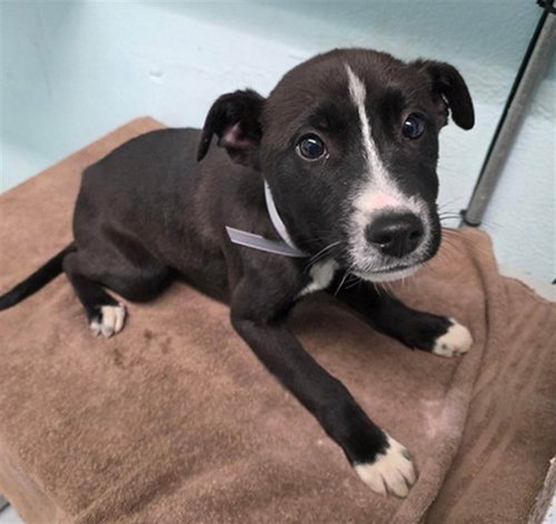 STELLA, an adoptable Pit Bull Terrier in Castaic, CA