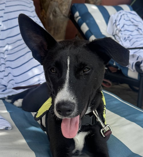 STELLA, an adoptable Pit Bull Terrier in Castaic, CA