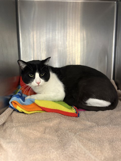 picture of the cat needing adoption