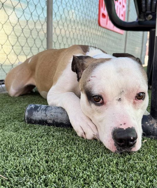 MINI MACK, an adoptable Pit Bull Terrier in Castaic, CA