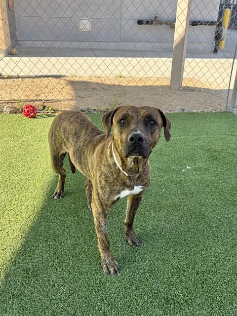 ROXY