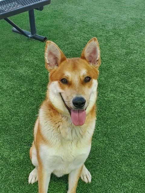 FINN, an adoptable Shiba Inu in Castaic, CA