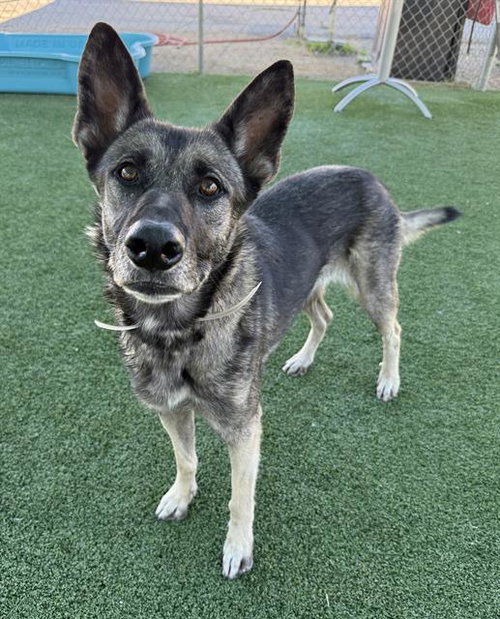 LEIA, an adoptable German Shepherd Dog in Castaic, CA
