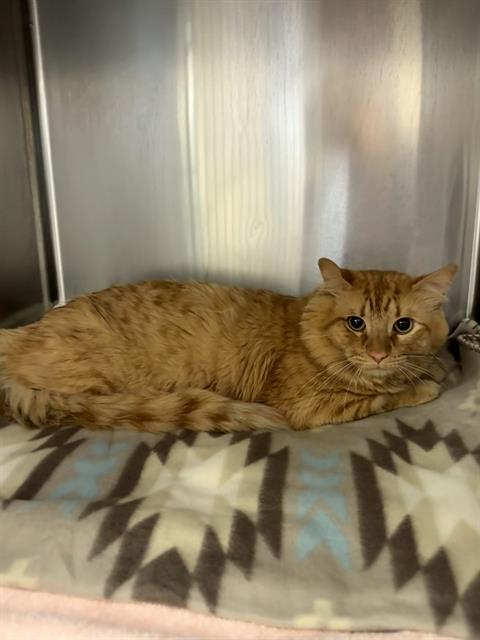 CHARLIE, an adoptable Domestic Long Hair in Castaic, CA