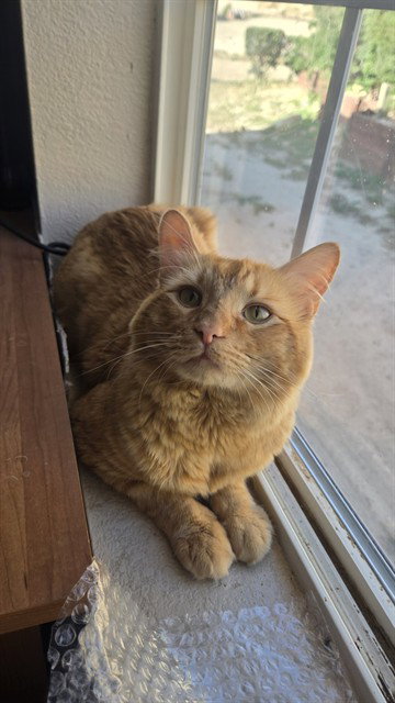 CHARLIE, Adult Domestic Long Hair (medium coat), cat for adoption in San Buenaventura (Ventura), California