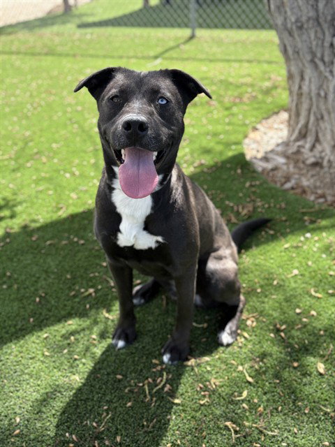 SHYLA, an adoptable Siberian Husky in Castaic, CA