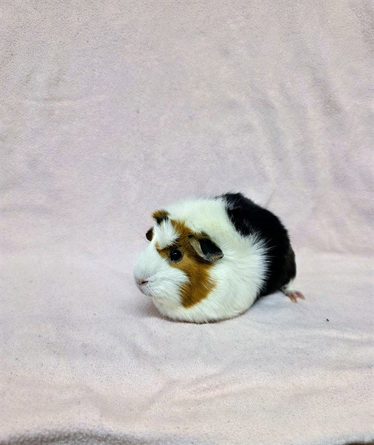 COOKIE