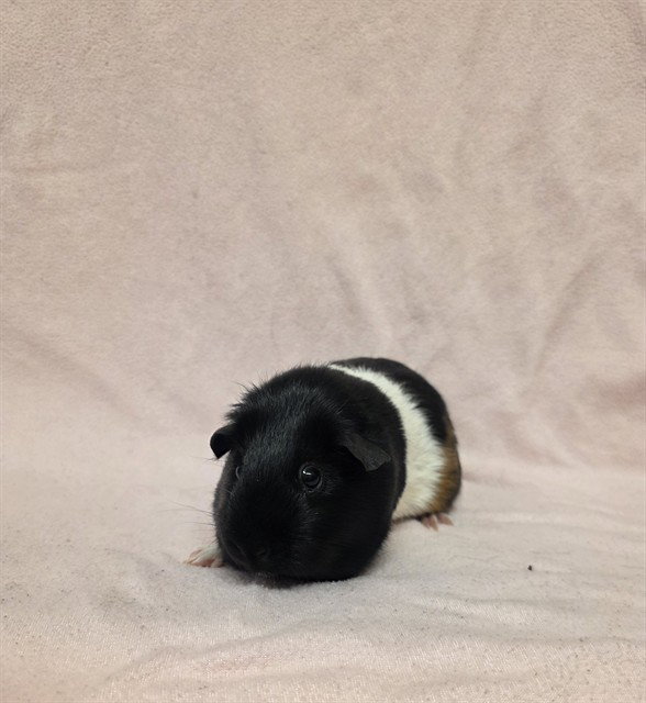 PEPPER