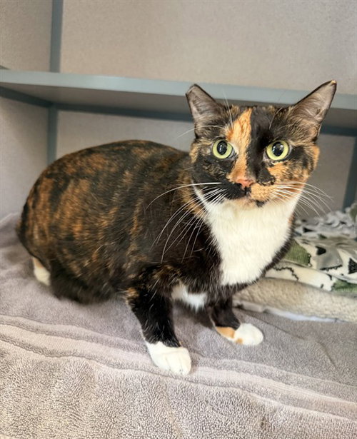 HARLOW, an adoptable Domestic Short Hair in Castaic, CA