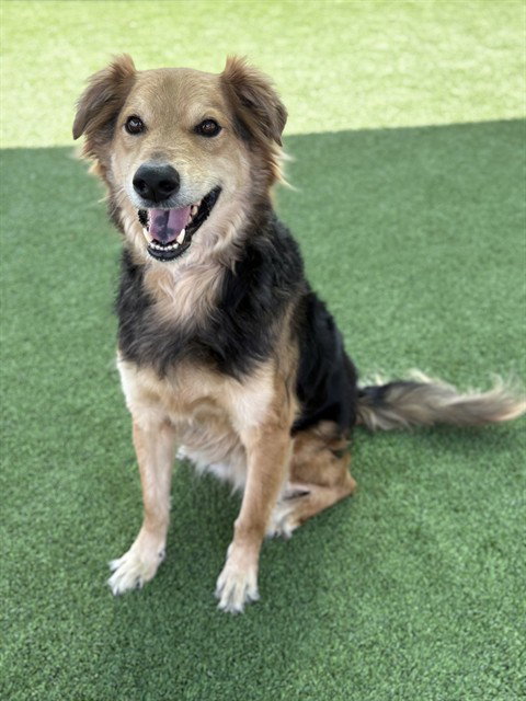 PACO, an adoptable German Shepherd Dog in Castaic, CA