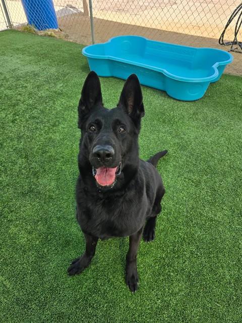 PRADA, an adoptable German Shepherd Dog in Castaic, CA