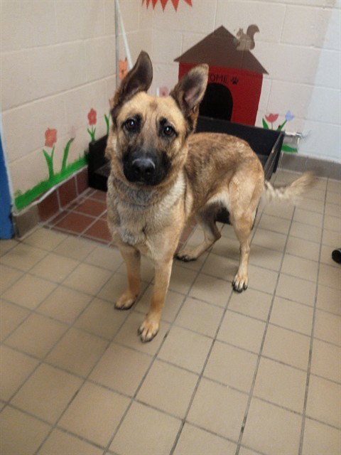 BLOSSOM, an adoptable German Shepherd Dog in Castaic, CA