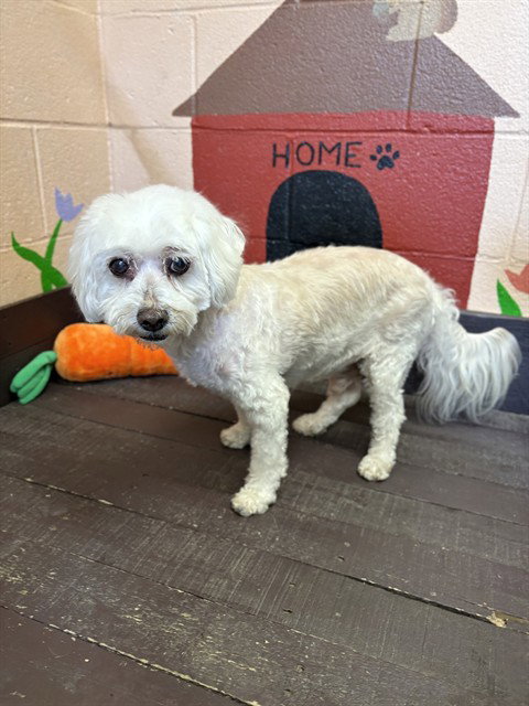 PETER, an adoptable Poodle in Castaic, CA
