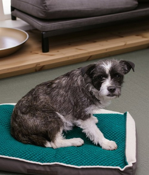 LOLA, an adoptable Terrier in Castaic, CA