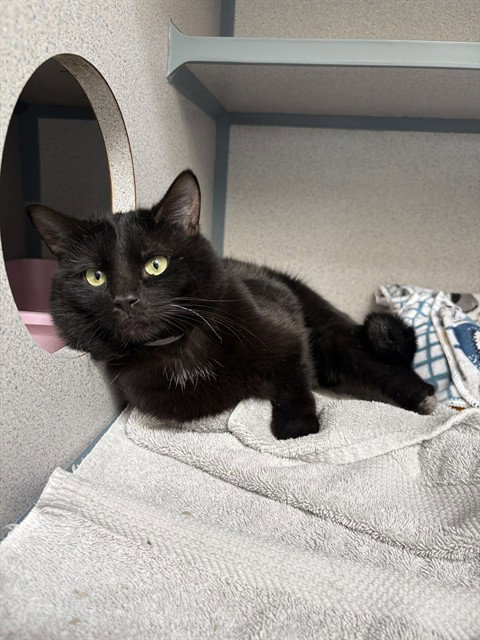 TINY, an adoptable Domestic Short Hair in Castaic, CA