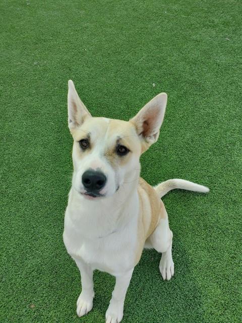 DOLLY, an adoptable Pit Bull Terrier in Castaic, CA