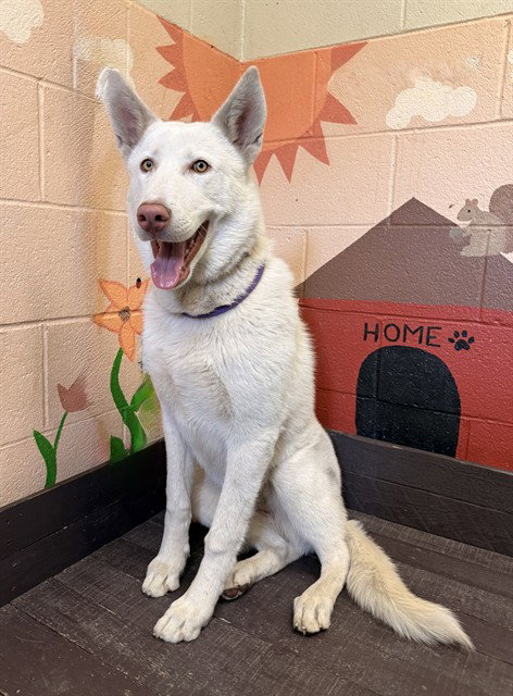 NALA, an adoptable Husky in Castaic, CA