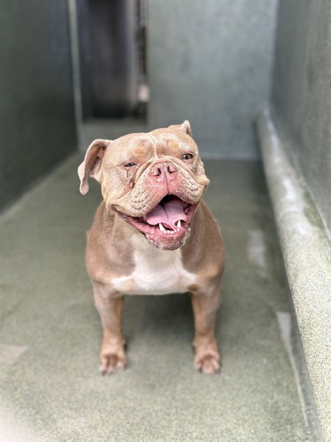 DAFFODIL, an adoptable English Bulldog in Castaic, CA