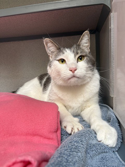 GREY, Adult Domestic Short Hair (medium coat), cat for adoption in Culver City, California