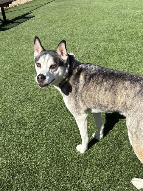 picture of the dog needing adoption