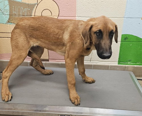 picture of the dog needing adoption