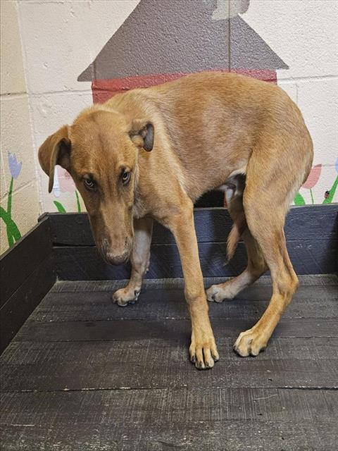 picture of the dog needing adoption