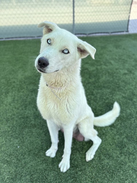 picture of the dog needing adoption