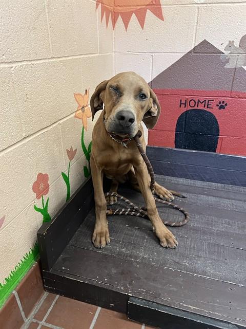 picture of the dog needing adoption