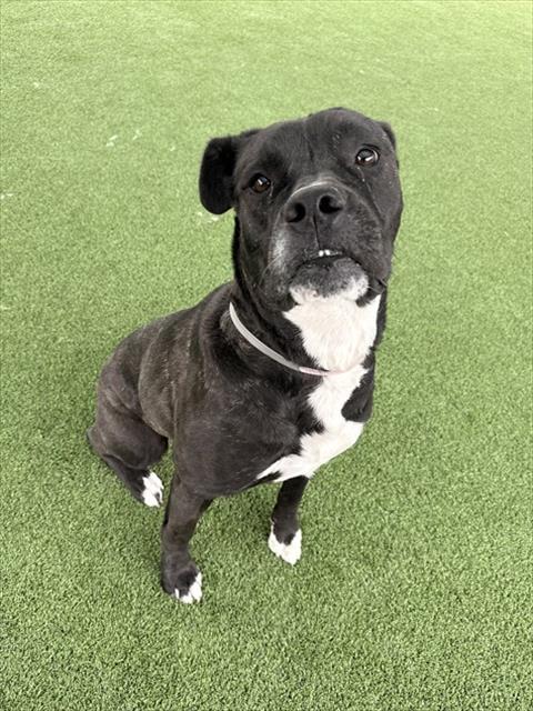 RAYA, an adoptable Cane Corso Mastiff in Castaic, CA