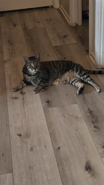 HUDSON, Adult Domestic Short Hair (medium coat), cat for adoption in San Buenaventura (Ventura), California