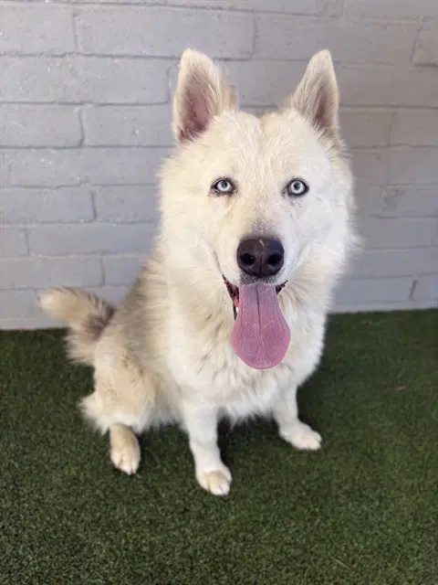 Clyde - Husky