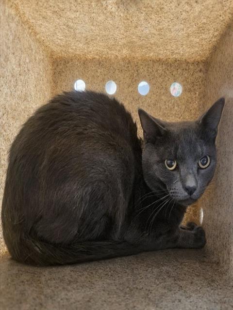 GRISSOM, Adult Domestic Short Hair (medium coat), cat for adoption in Culver City, California
