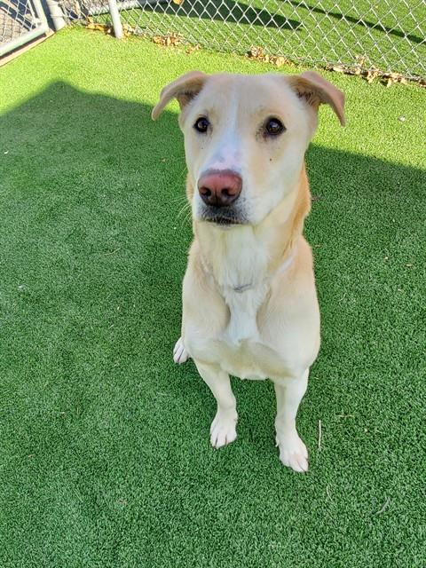 GLEN, an adoptable Labrador Retriever in Castaic, CA