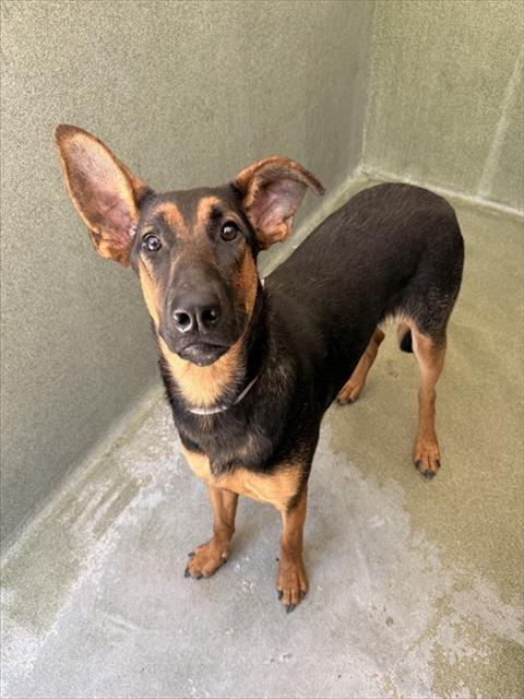 DIXIE, an adoptable Belgian Shepherd Malinois in Castaic, CA