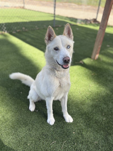 FROSTY, an adoptable Husky in Castaic, CA
