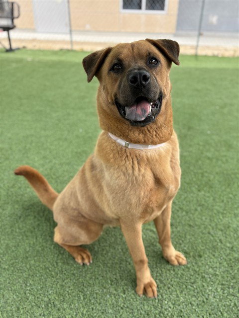 WILDER, an adoptable Chow Chow in Castaic, CA