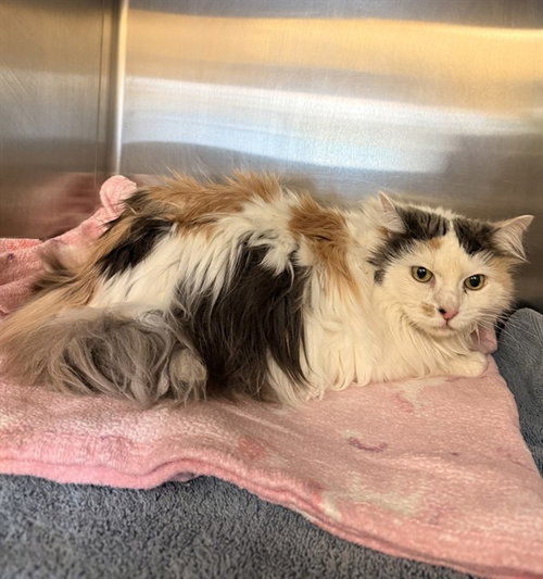 KITTY, Senior Domestic Long Hair (medium coat), cat for adoption in San Buenaventura (Ventura), California