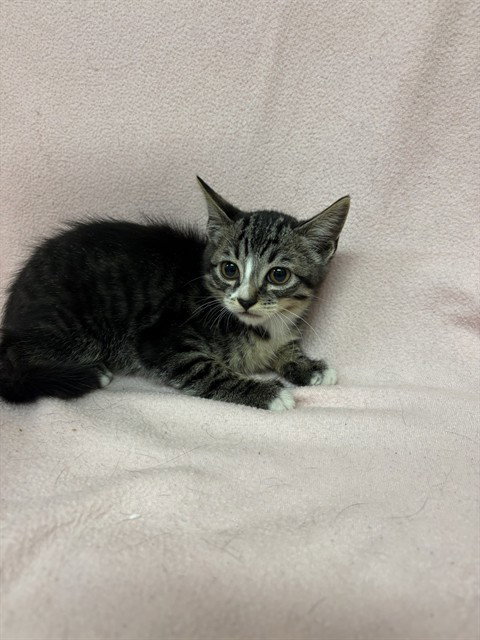 MOTH, Baby Domestic Short Hair (medium coat), cat for adoption in San Buenaventura (Ventura), California