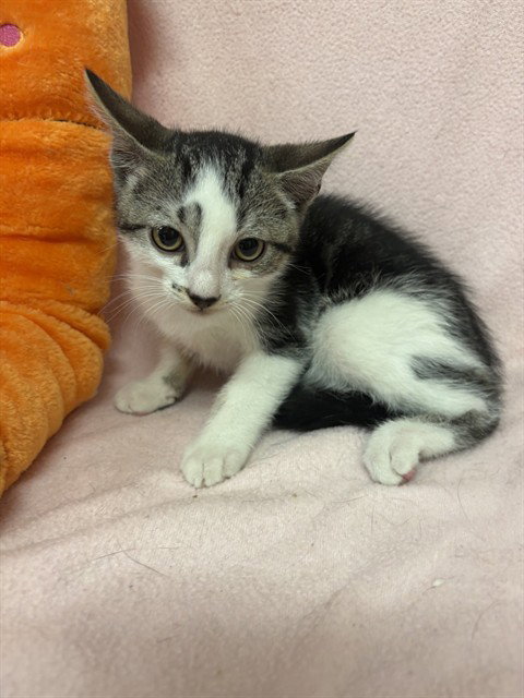 MOSQUITO, Baby Domestic Short Hair (medium coat), cat for adoption in San Buenaventura (Ventura), California