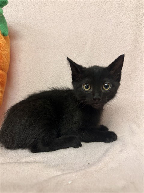 ANT, Baby Domestic Short Hair (medium coat), cat for adoption in San Buenaventura (Ventura), California