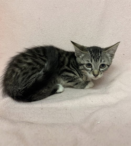 TERMITE, Baby Domestic Short Hair (medium coat), cat for adoption in San Buenaventura (Ventura), California